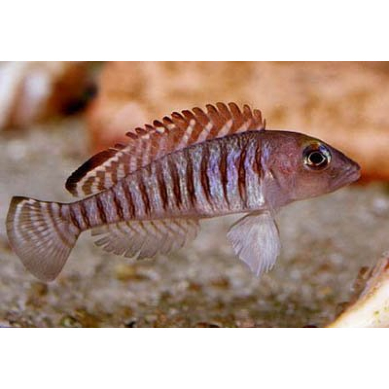 Lamprologus Signatus 3-4cm